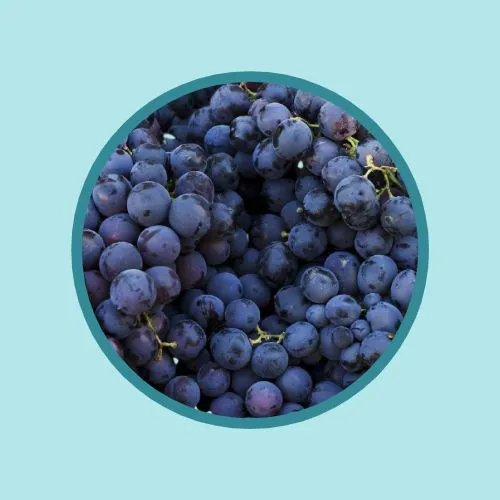 BIO-葡萄籽 傳單第4頁