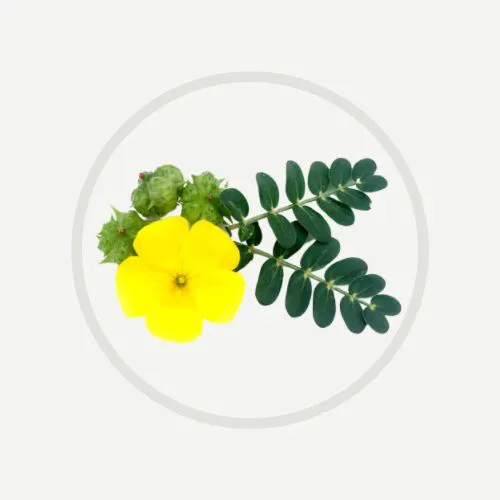 Erojan 傳單第9頁