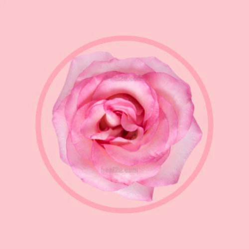 ROSE CRYSTA® -70 玫瑰花瓣提取物