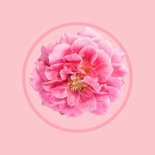 ROSE PLACENTA® 玫瑰花胎素