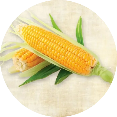 Frusso 傳單第4頁