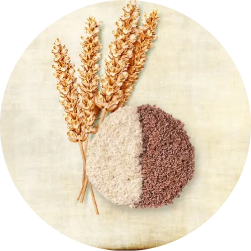 Frusso 傳單第5頁