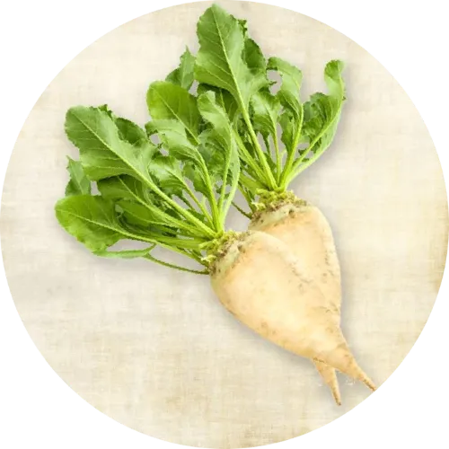 Frusso 傳單第6頁