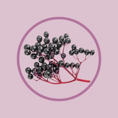 Imuglo Eldercarft Elderberry