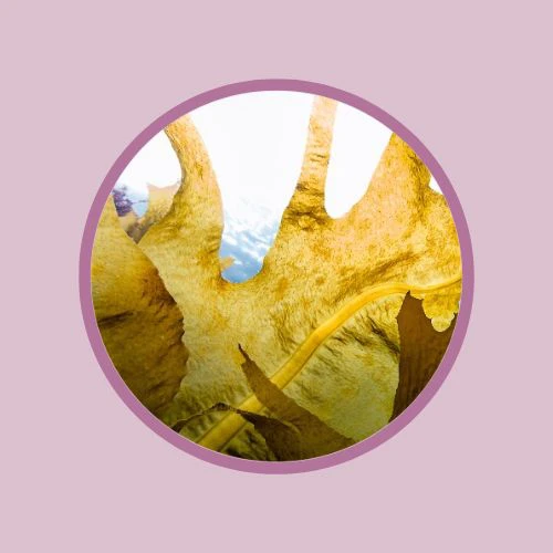 Imuglo Maritech Fucoidan