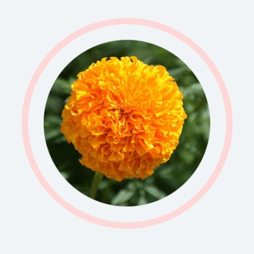 XanMax® Lutein + Zeaxanthin Flyer Page 1