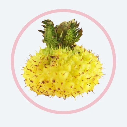 刺梨提取物