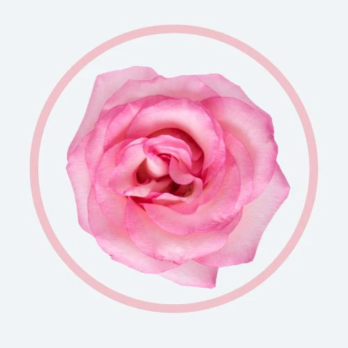 ROSE CRYSTA® -70 玫瑰花瓣提取物