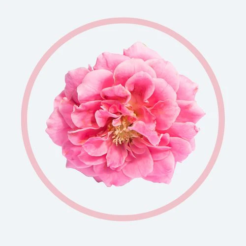 ROSE PLACENTA® 玫瑰花胎素