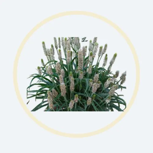 Psyllium Husk