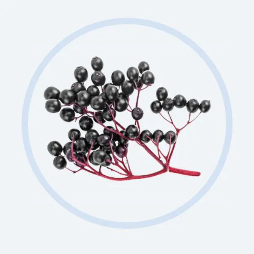 ElderCarft® Ekstrak  Elderberi Hitam Eropah