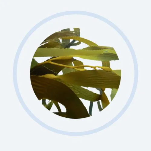 Maritech® Fucoidan Organik