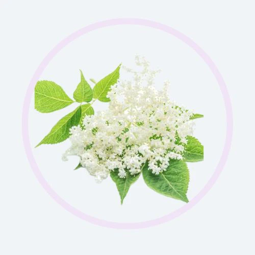 Elderflower Powder