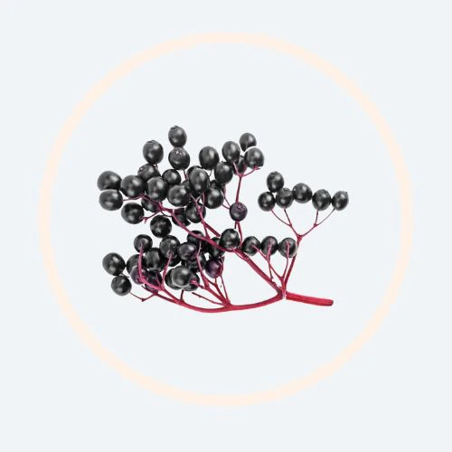 ElderCraft® Elderberry Extract