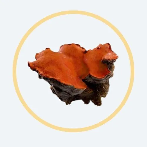 Ekstrak Antromax® Antrodia Cinnamomea Miselium