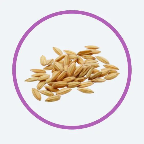 Fermented Rice Germ Extract
