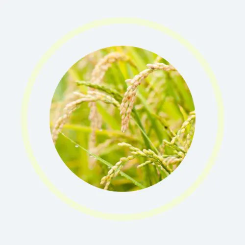 Oryza Polyamine Flyer Page 2