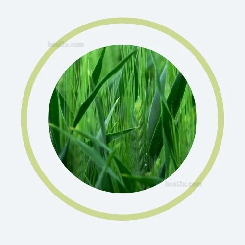 Nutritional Grasses