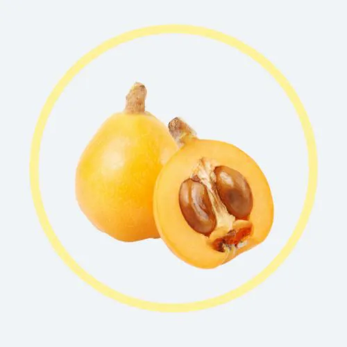 Loquat