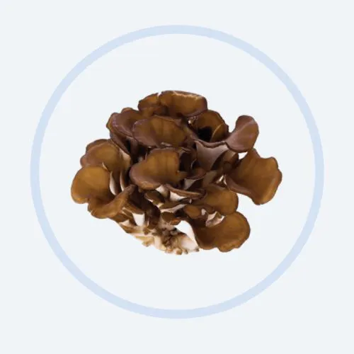 Maitake Mushroom Mycelium Extract